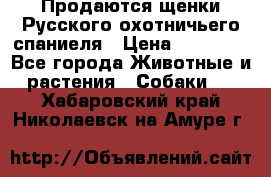 Продаются щенки Русского охотничьего спаниеля › Цена ­ 25 000 - Все города Животные и растения » Собаки   . Хабаровский край,Николаевск-на-Амуре г.